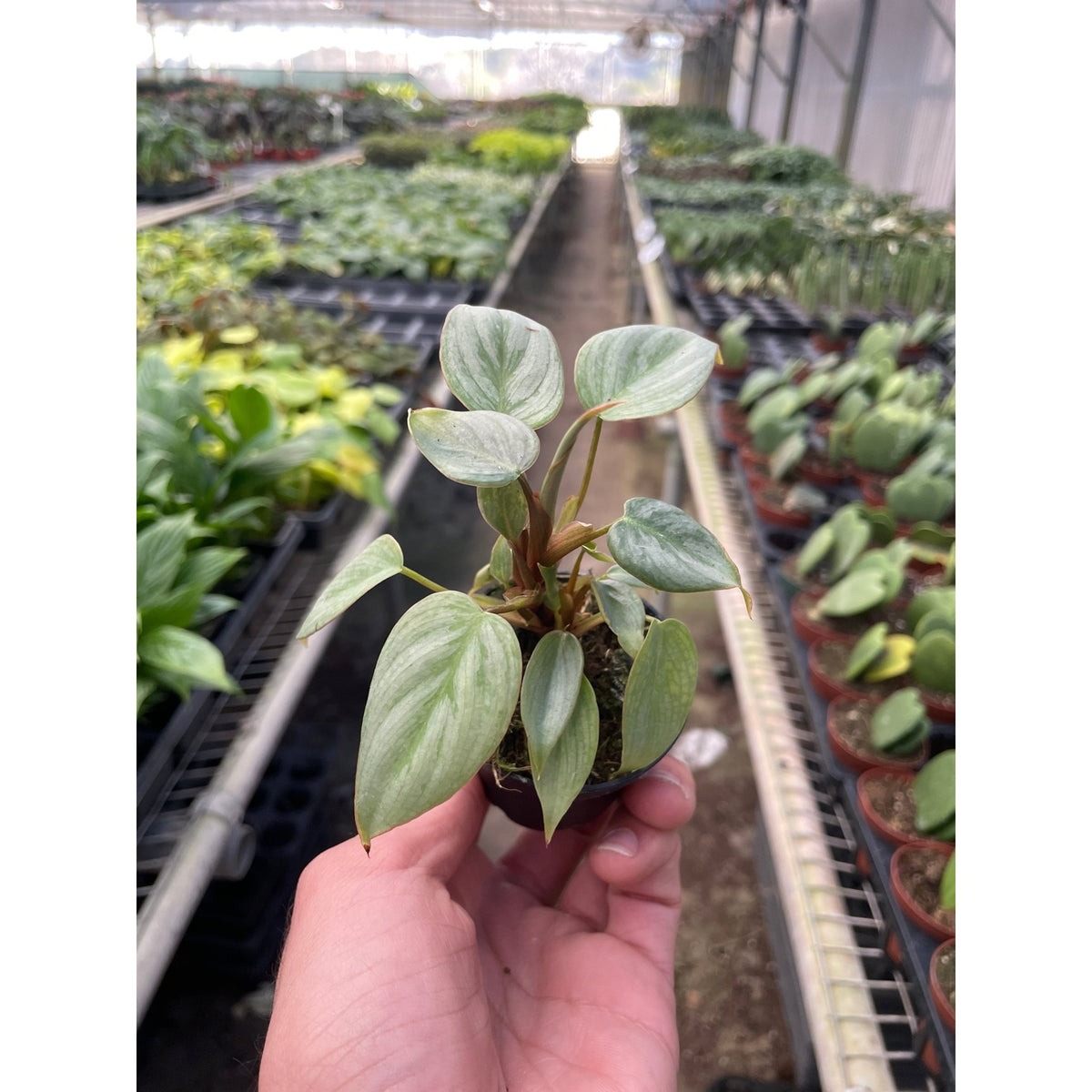 Philodendron 'Sodiroi' - BetterGrow Hydro