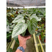 Philodendron 'Sodiroi' - BetterGrow Hydro