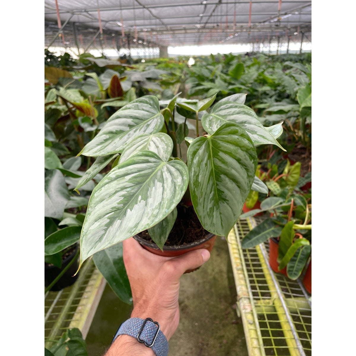 Philodendron 'Sodiroi' - BetterGrow Hydro