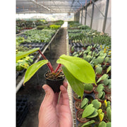 Philodendron 'Squamiferum' - BetterGrow Hydro