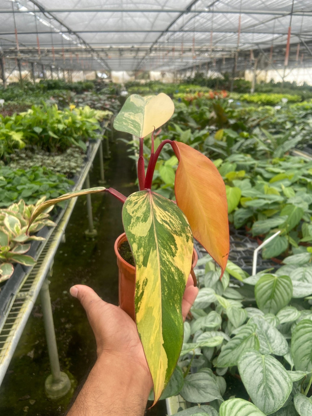 Philodendron 'Strawberry Shake' - BetterGrow Hydro