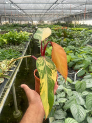 Philodendron 'Strawberry Shake' - BetterGrow Hydro