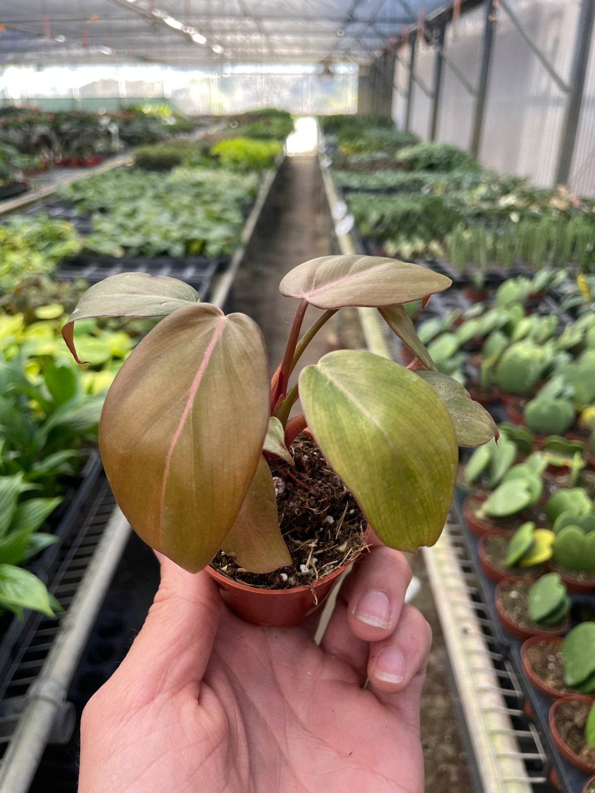 Philodendron 'Summer Glory' - BetterGrow Hydro