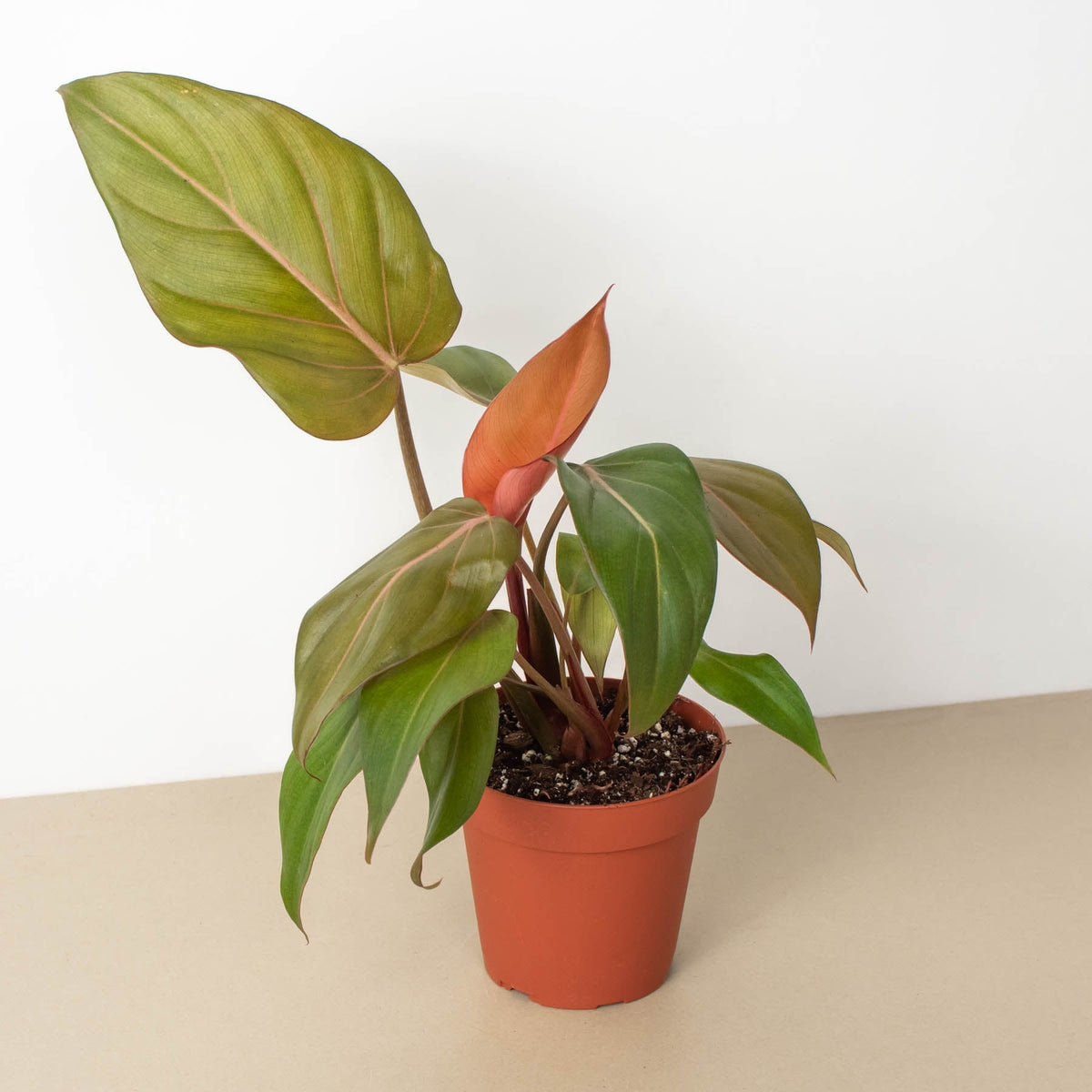 Philodendron 'Summer Glory' - BetterGrow Hydro