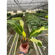 Philodendron 'Thai Sunrise' - BetterGrow Hydro