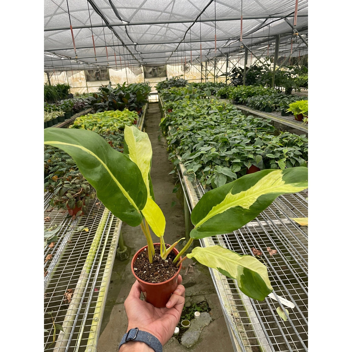Philodendron 'Thai Sunrise' - BetterGrow Hydro