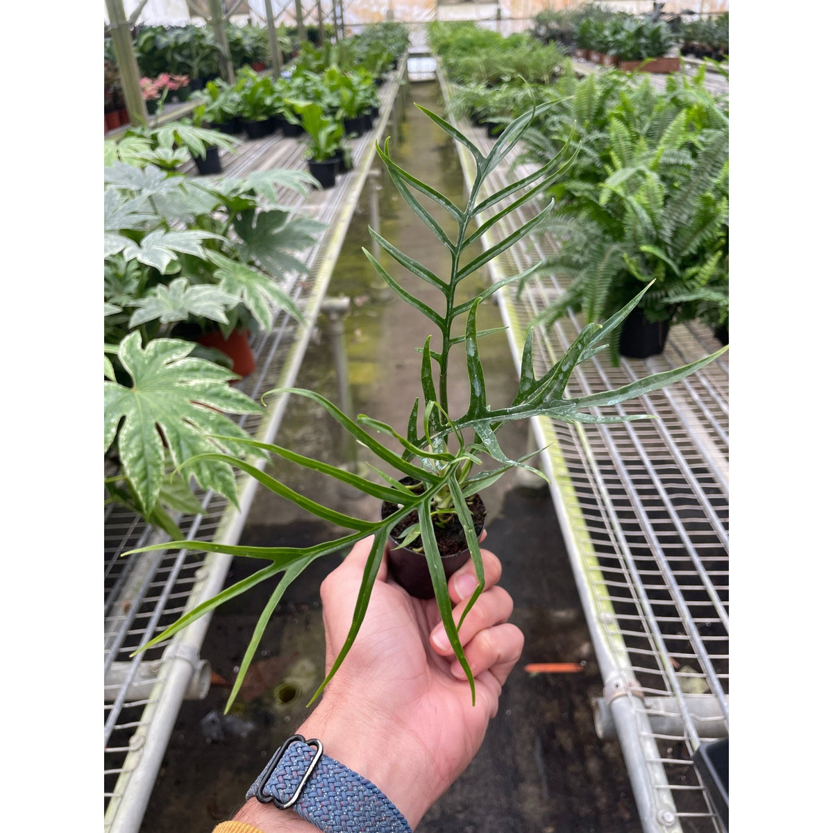 Philodendron 'Tortum' - BetterGrow Hydro