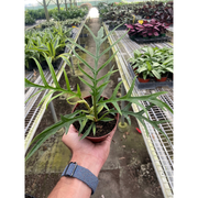 Philodendron 'Tortum' - BetterGrow Hydro