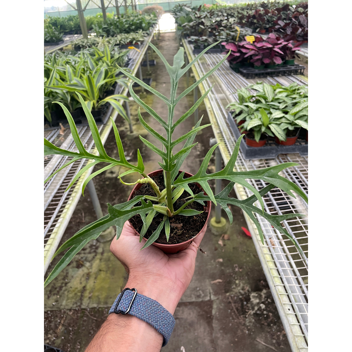 Philodendron 'Tortum' - BetterGrow Hydro