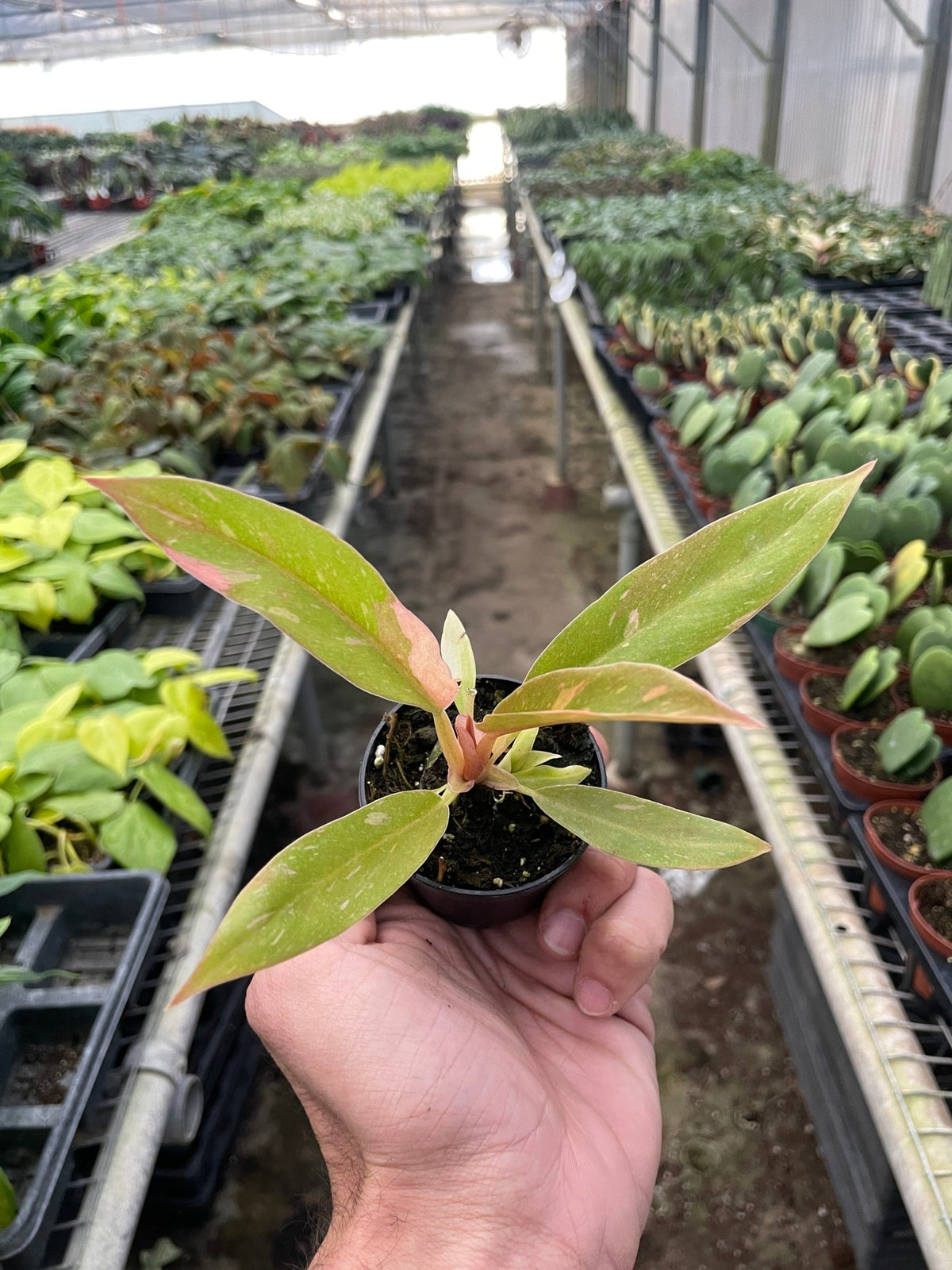 Philodendron 'Variegated Ring of Fire ' - BetterGrow Hydro