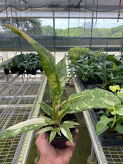 Philodendron 'Variegated Ring of Fire ' - BetterGrow Hydro