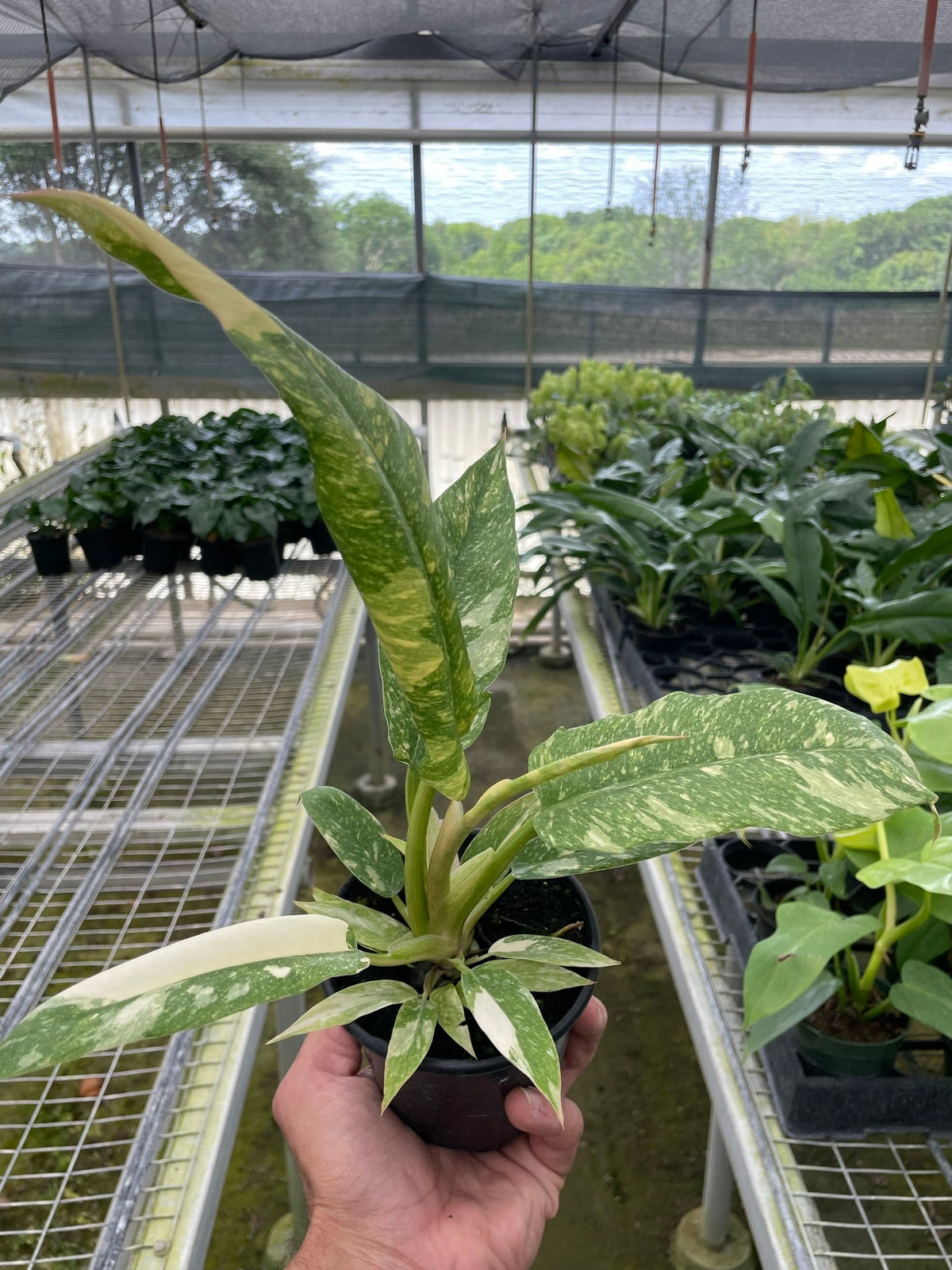 Philodendron 'Variegated Ring of Fire ' - BetterGrow Hydro