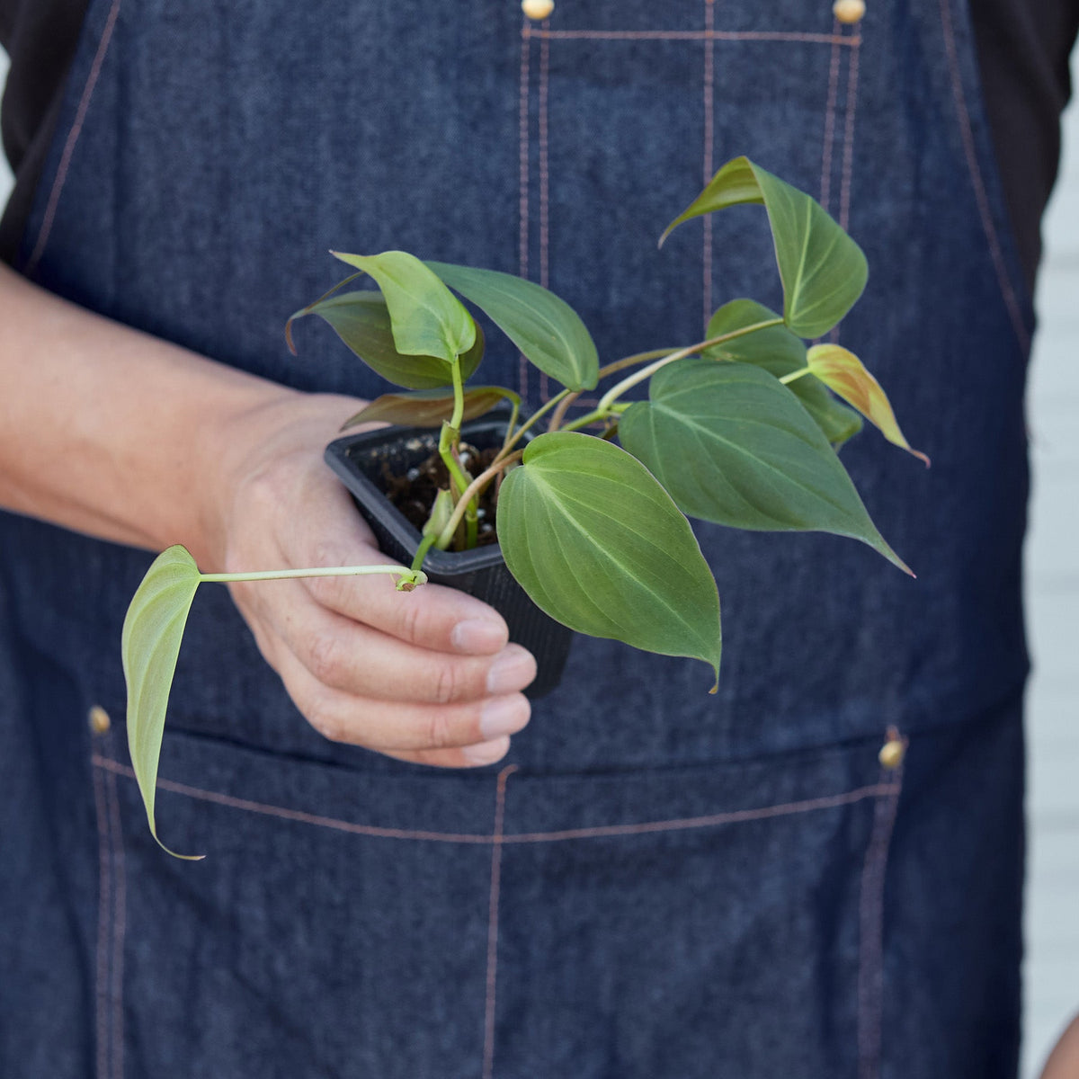 Philodendron 'Velvet' - BetterGrow Hydro