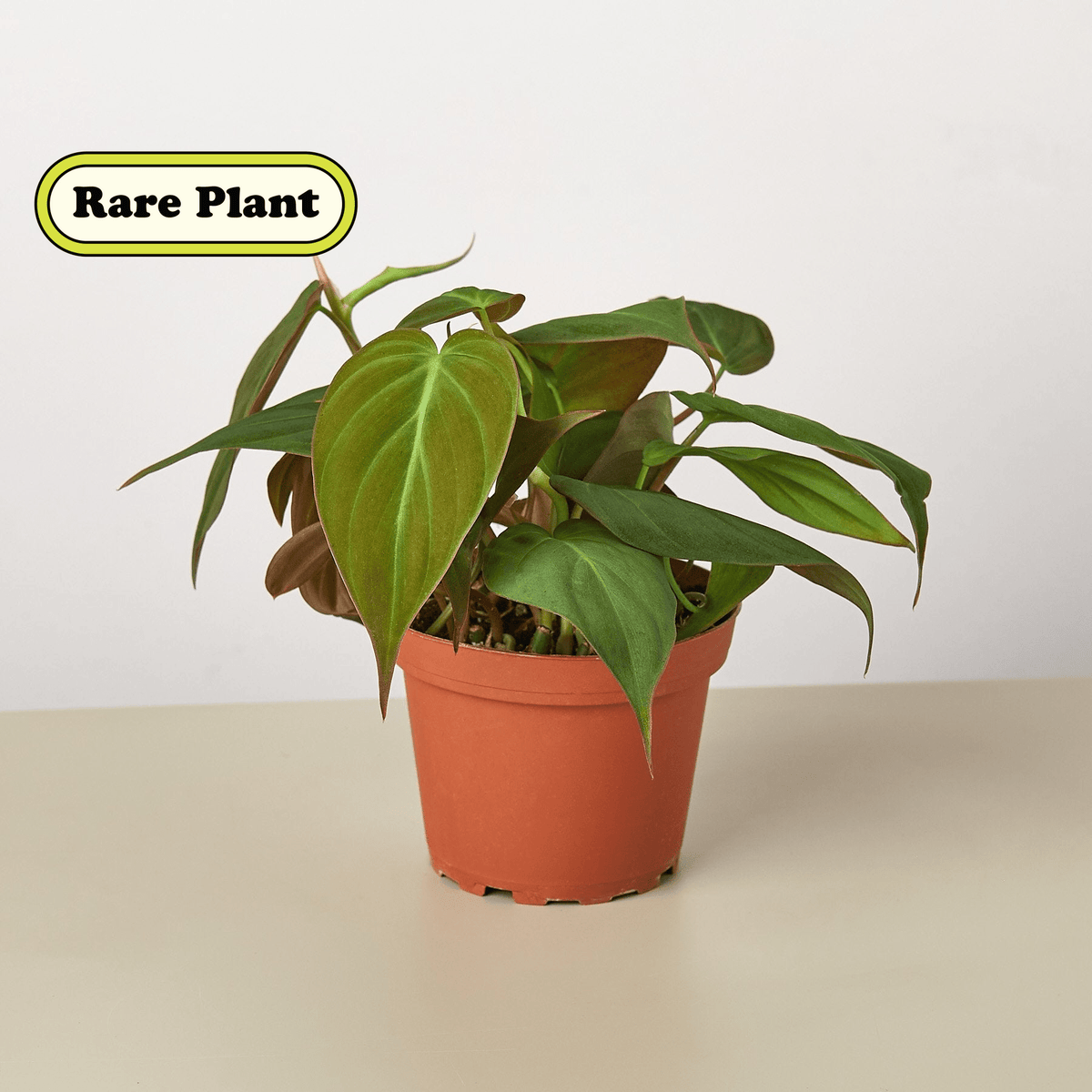 Philodendron 'Velvet' - BetterGrow Hydro