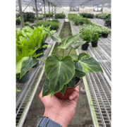 Philodendron 'Verrucosum' - BetterGrow Hydro