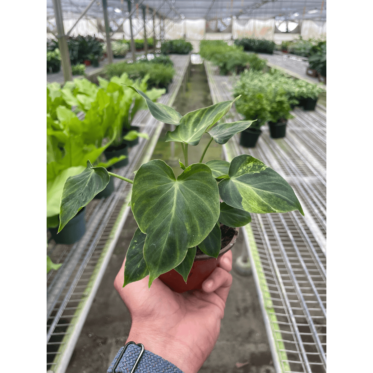 Philodendron 'Verrucosum' - BetterGrow Hydro
