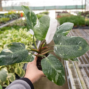 Philodendron 'White Princess' - BetterGrow Hydro