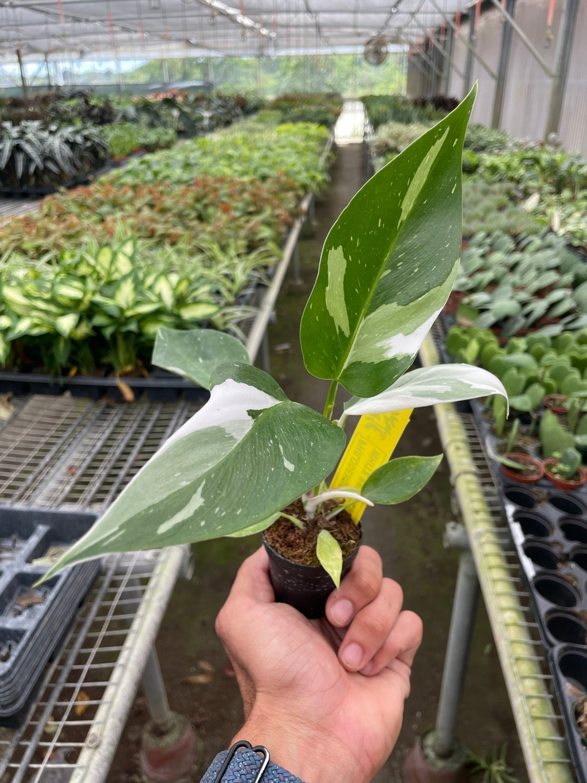 Philodendron 'White Princess' - BetterGrow Hydro