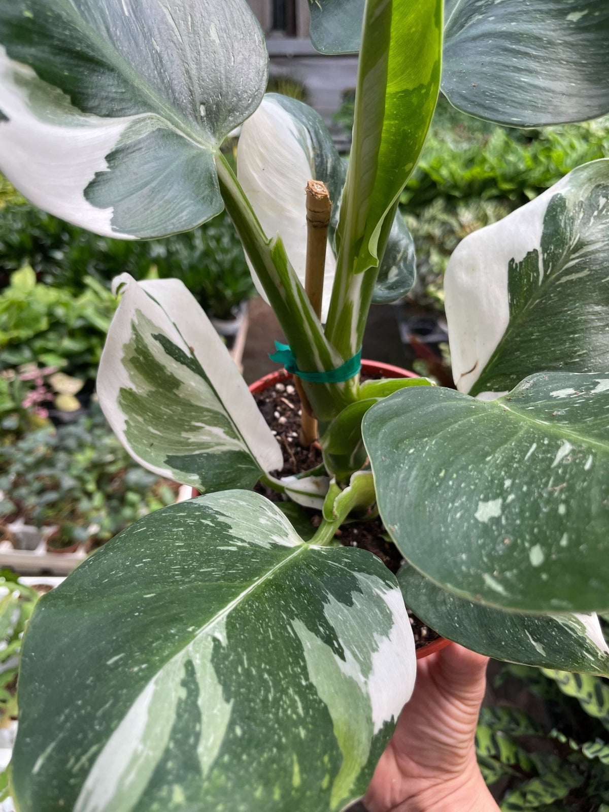 Philodendron 'White Wizard' - BetterGrow Hydro