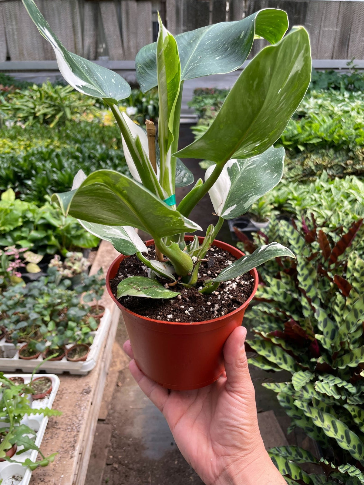 Philodendron 'White Wizard' - BetterGrow Hydro