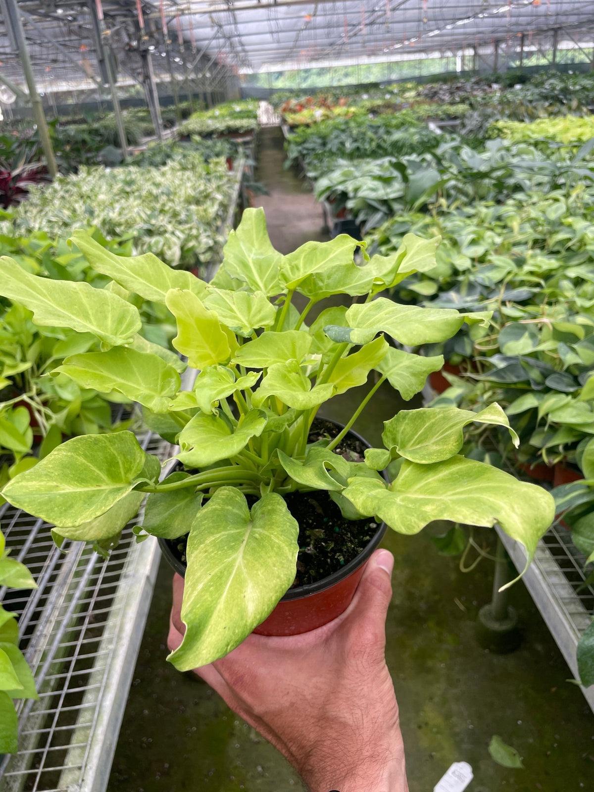 Philodendron 'Xanadu' Variegated - BetterGrow Hydro