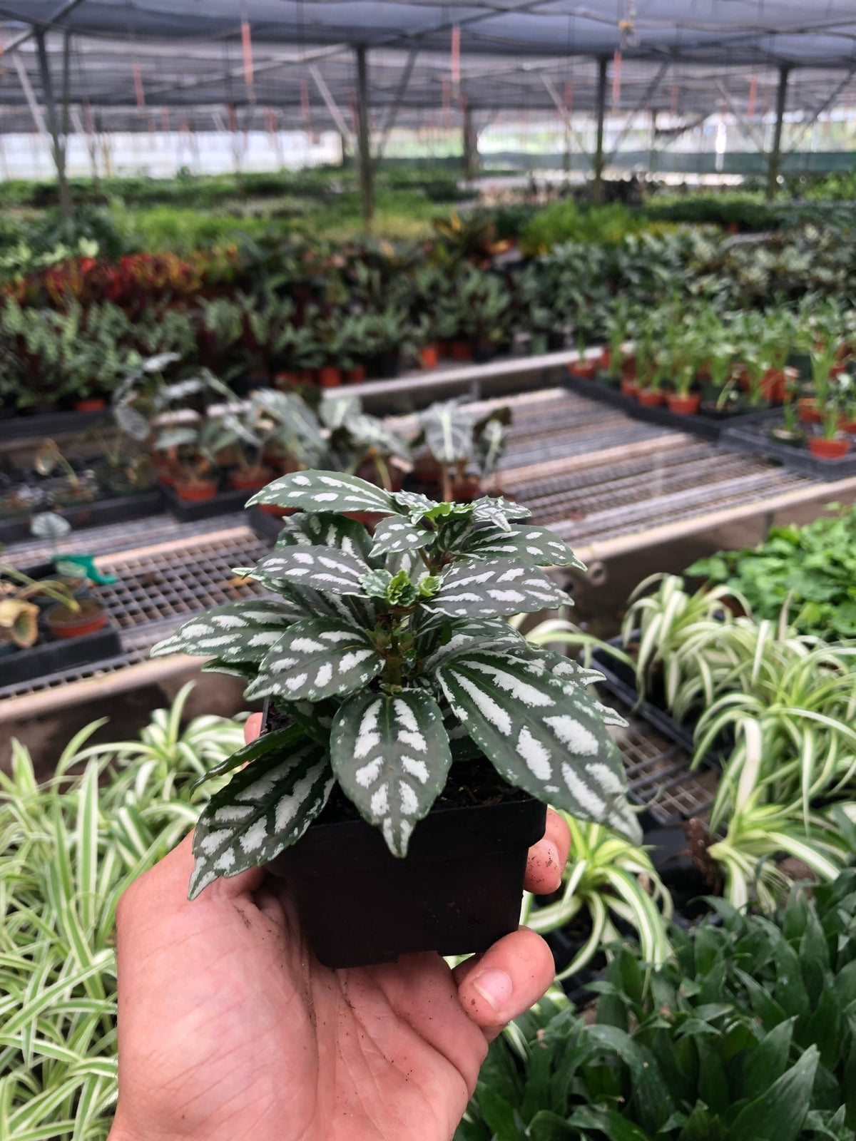 Pilea 'Aluminum' - BetterGrow Hydro