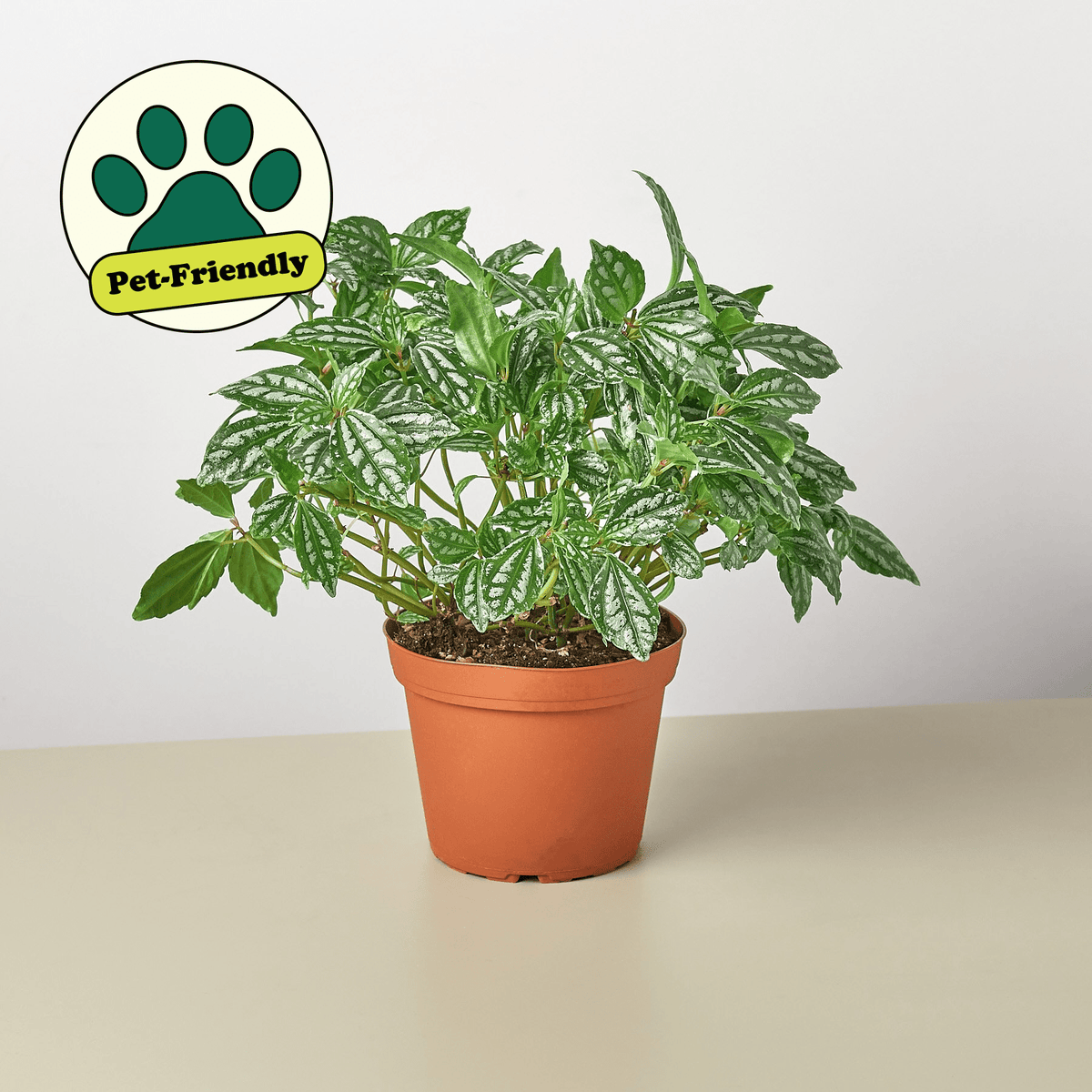 Pilea 'Aluminum' - BetterGrow Hydro