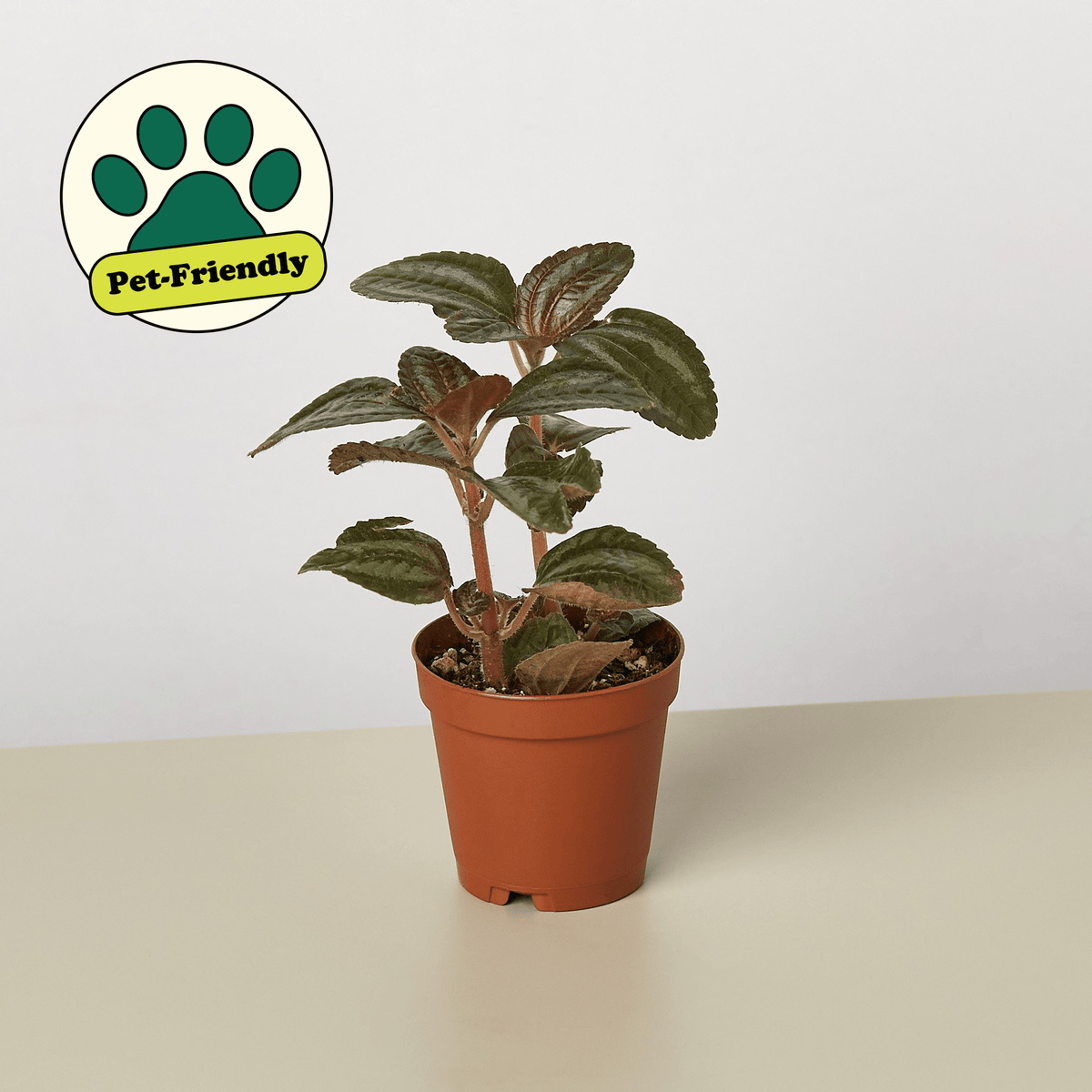 Pilea 'Bronze' - BetterGrow Hydro