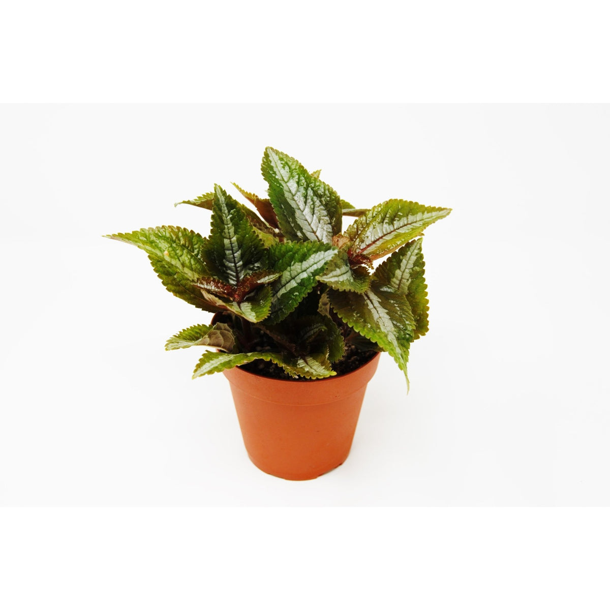 Pilea 'Bronze' - BetterGrow Hydro