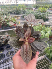 Pilea 'Chocolate' - BetterGrow Hydro