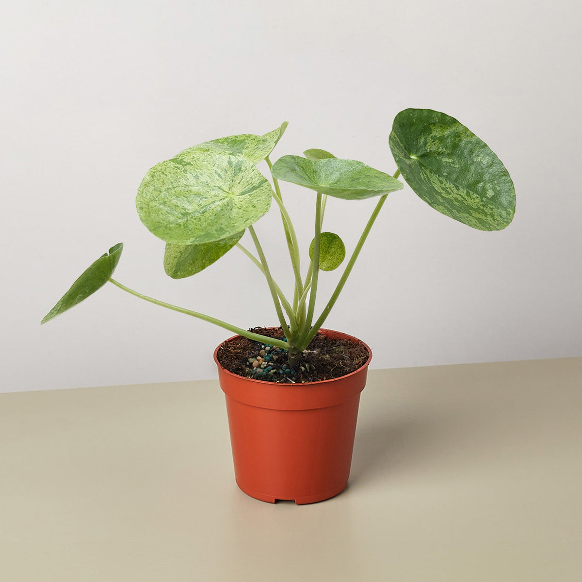 Pilea 'Mojito' - BetterGrow Hydro