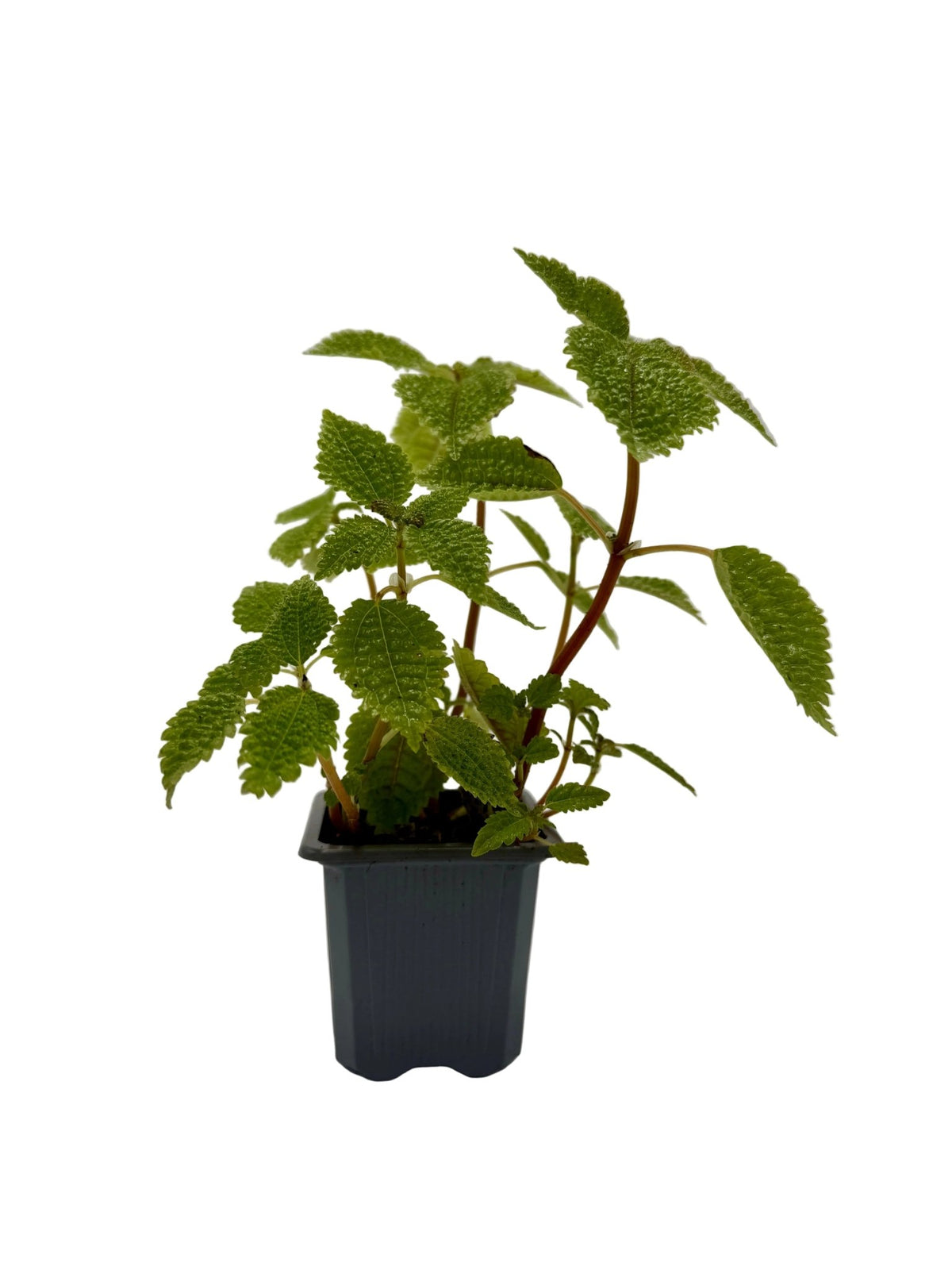 Pilea 'Moon Valley' - BetterGrow Hydro