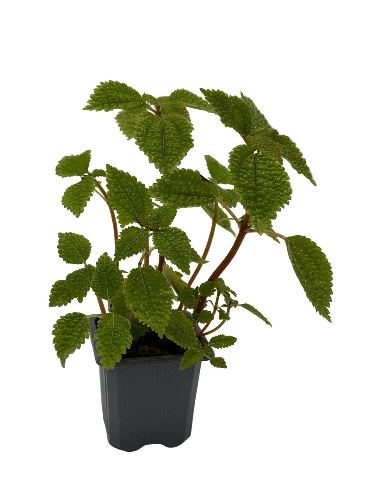 Pilea 'Moon Valley' - BetterGrow Hydro