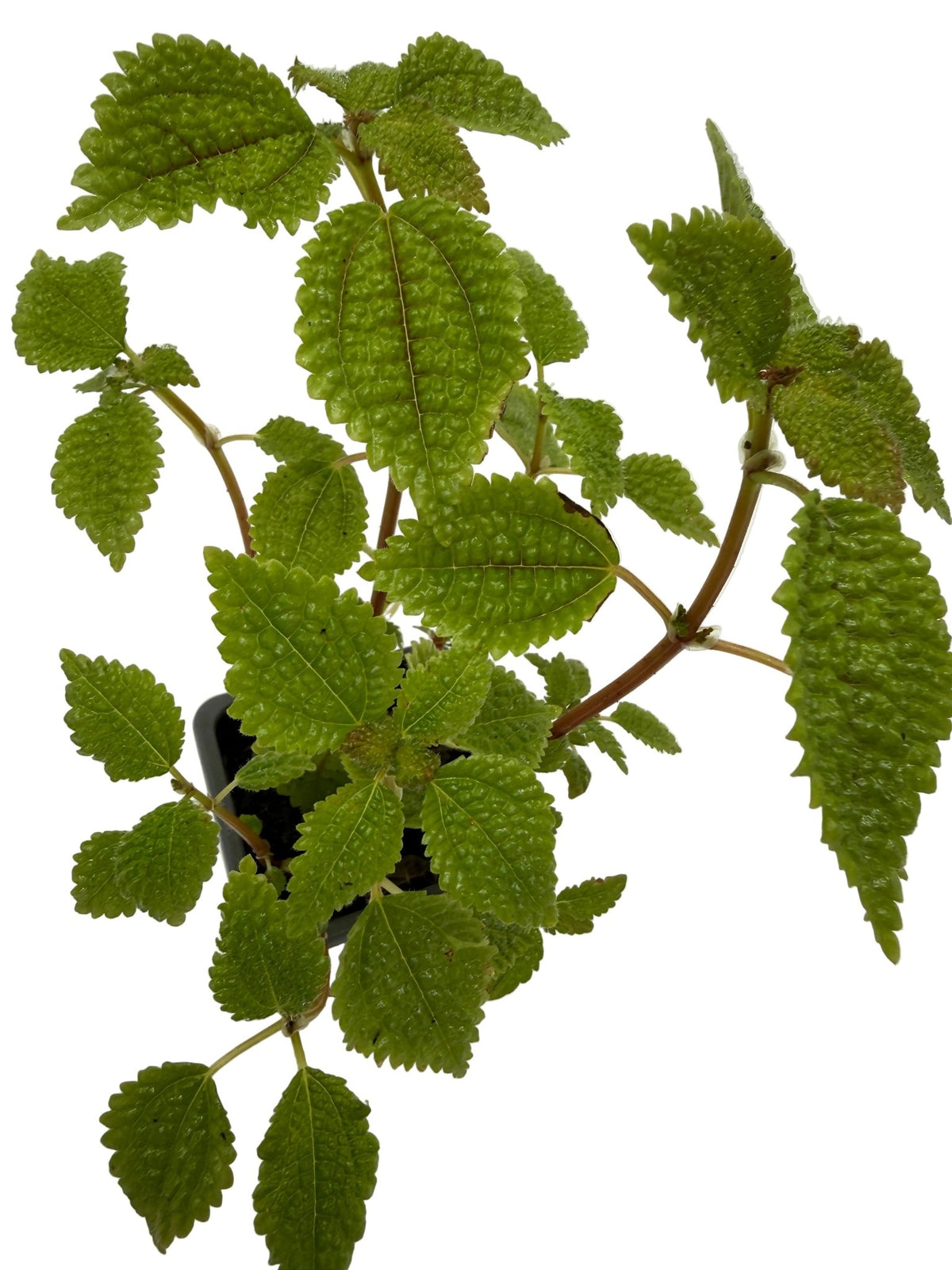 Pilea 'Moon Valley' - BetterGrow Hydro