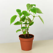 Pilea 'Moon Valley' - BetterGrow Hydro