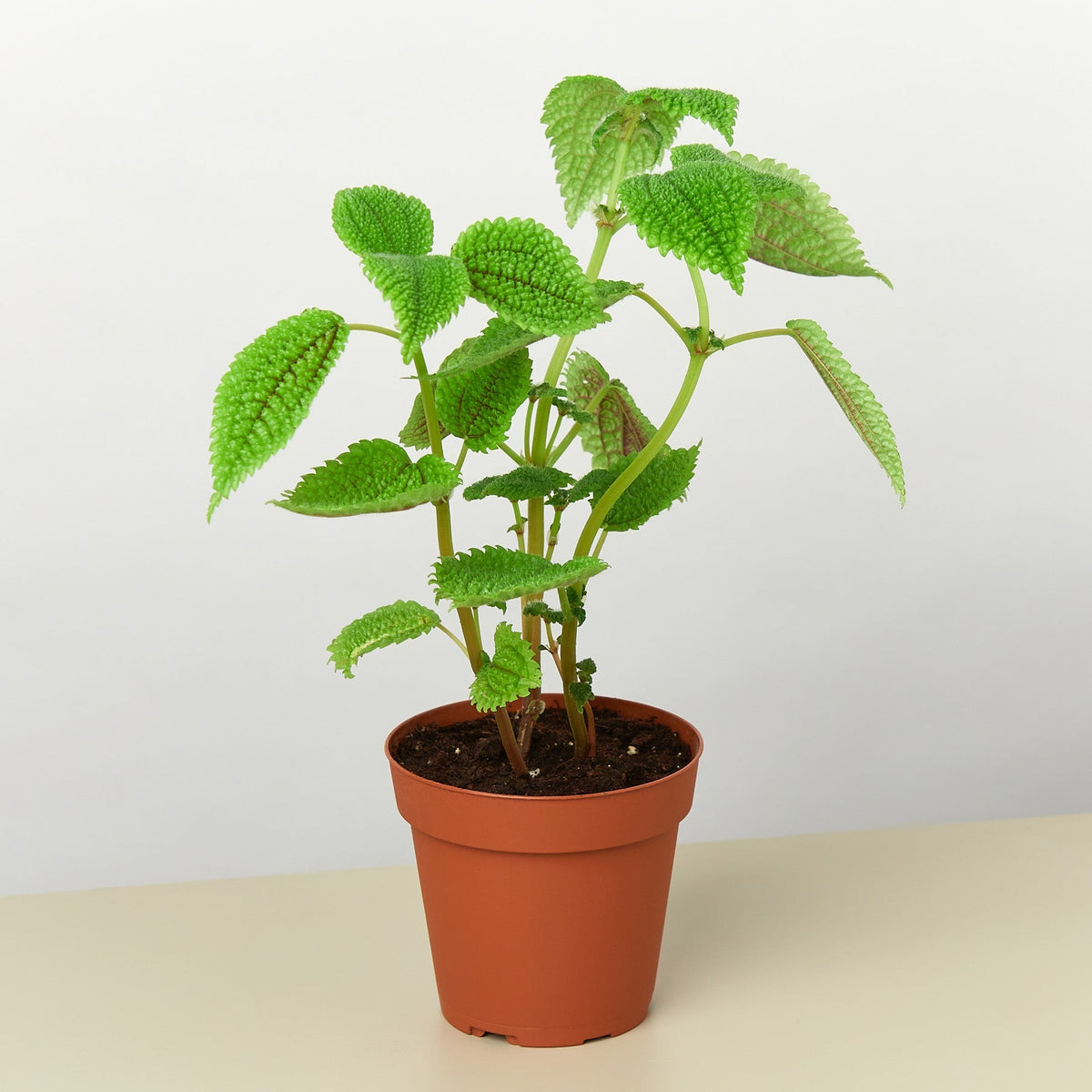 Pilea 'Moon Valley' - BetterGrow Hydro