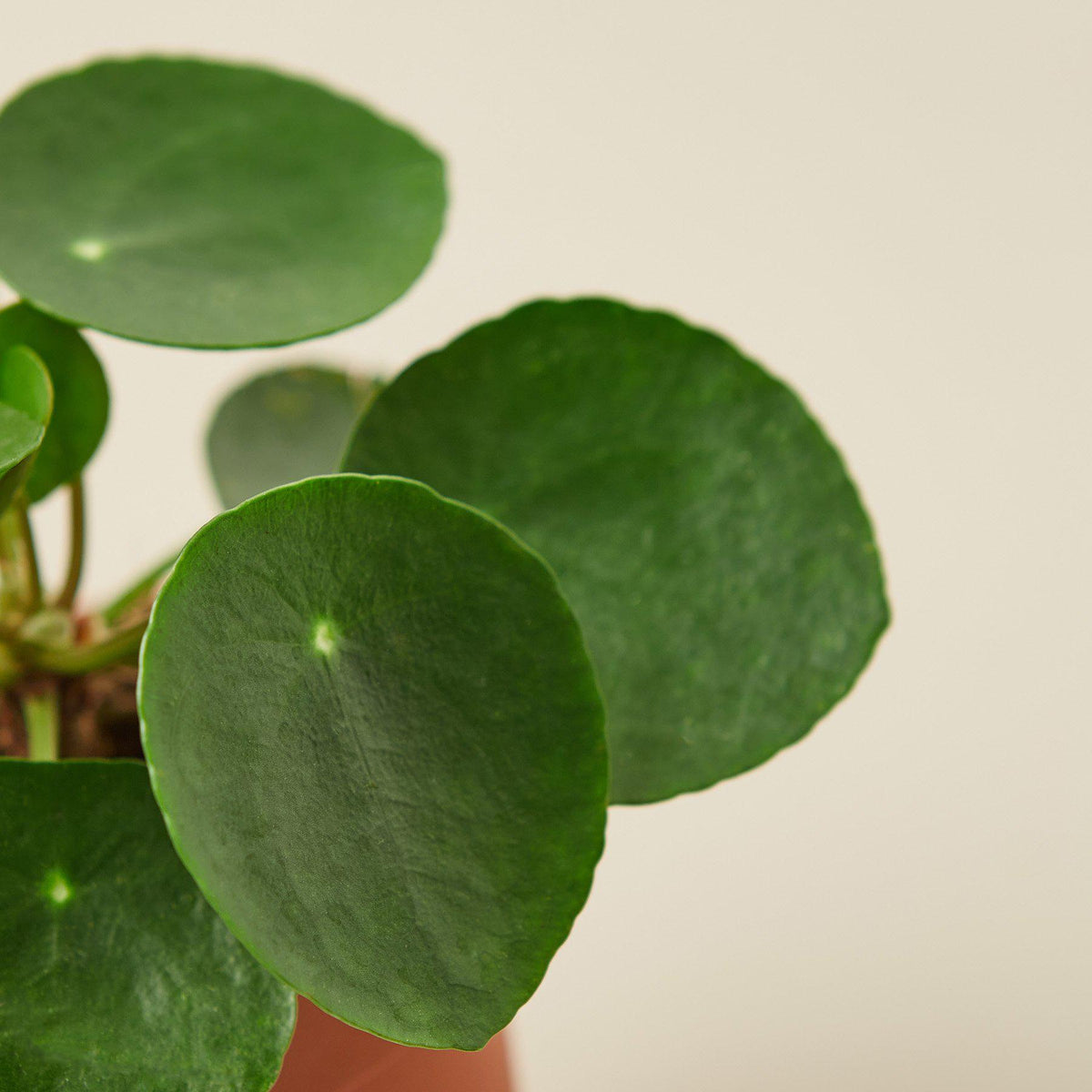 Pilea Peperomioides 'Chinese Money' - BetterGrow Hydro