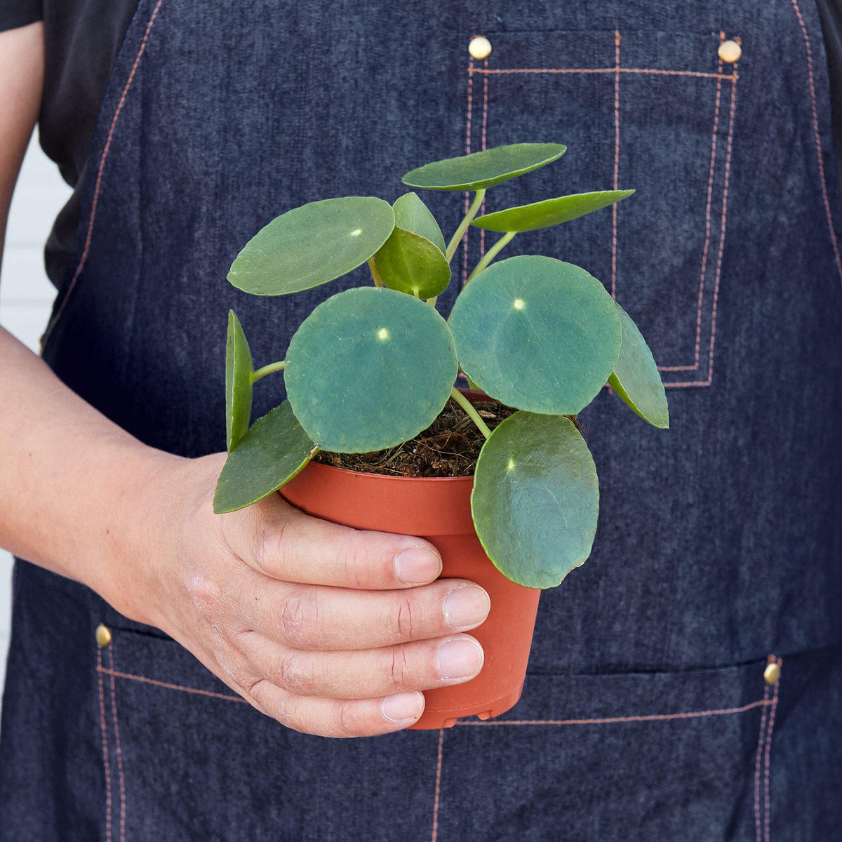 Pilea Peperomioides 'Chinese Money' - BetterGrow Hydro