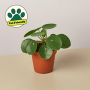 Pilea Peperomioides 'Chinese Money' - BetterGrow Hydro