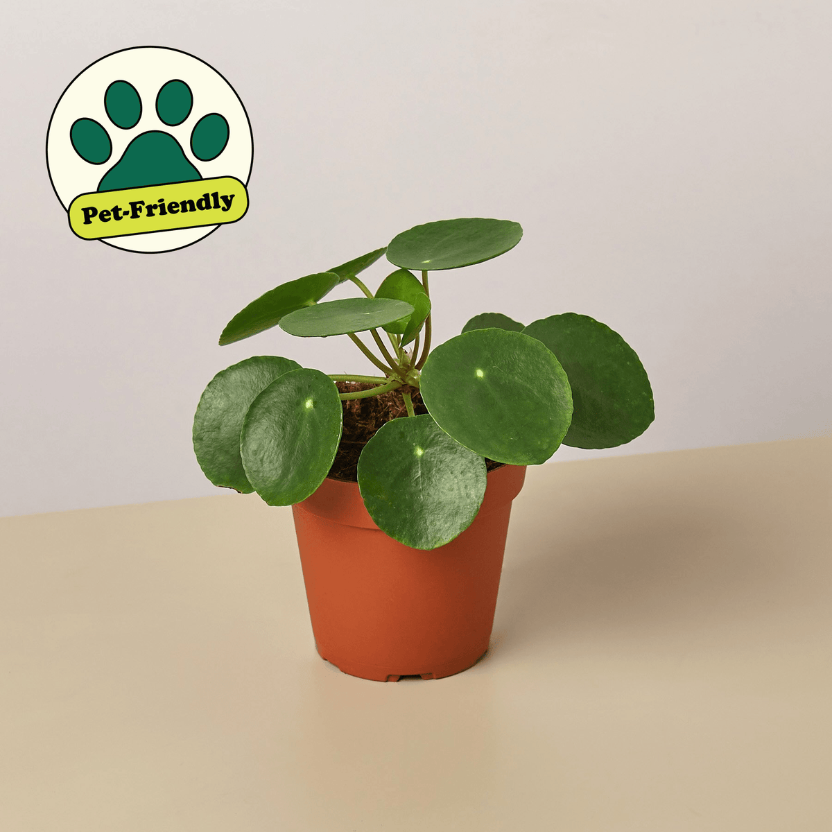 Pilea Peperomioides 'Chinese Money' - BetterGrow Hydro