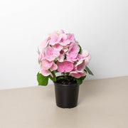 Pink Hydrangea - BetterGrow Hydro