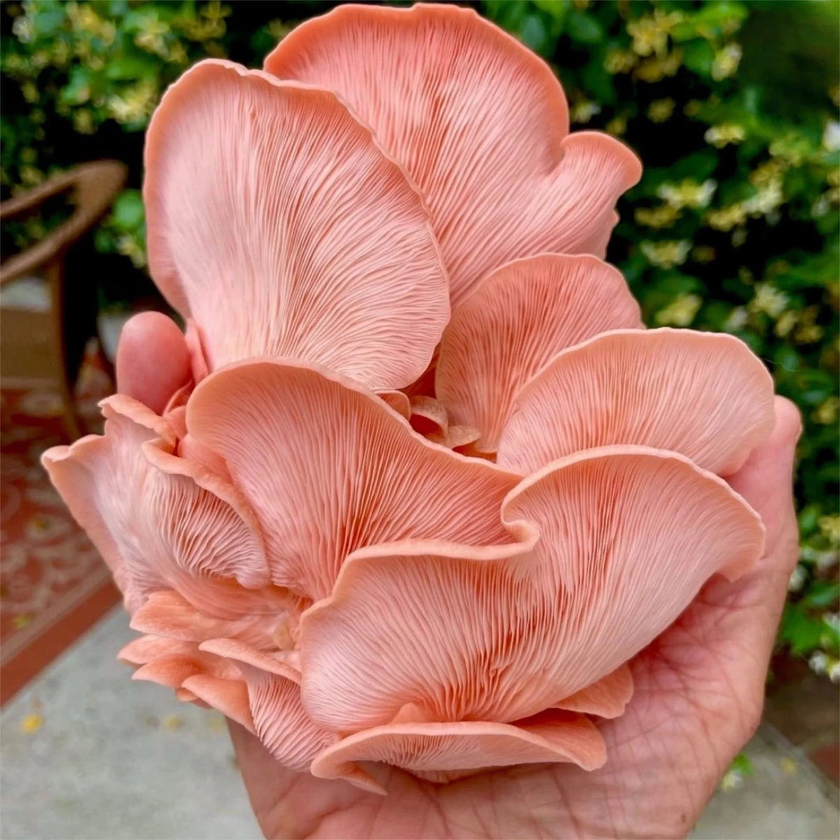 Pink Oyster 'Plant & Grow' Mushroom Starter Block - BetterGrow Hydro