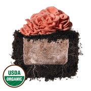 Pink Oyster 'Plant & Grow' Mushroom Starter Block - BetterGrow Hydro