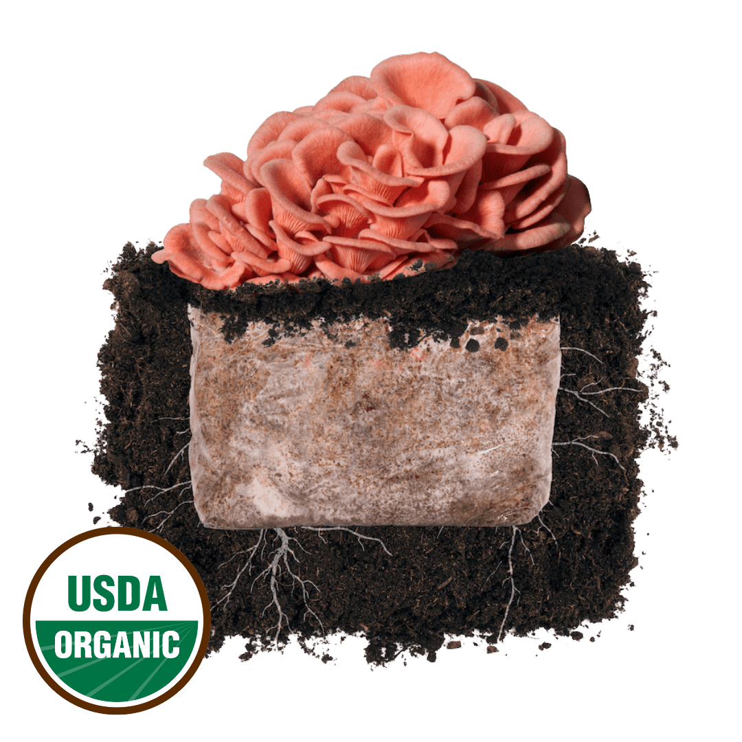 Pink Oyster 'Plant & Grow' Mushroom Starter Block - BetterGrow Hydro
