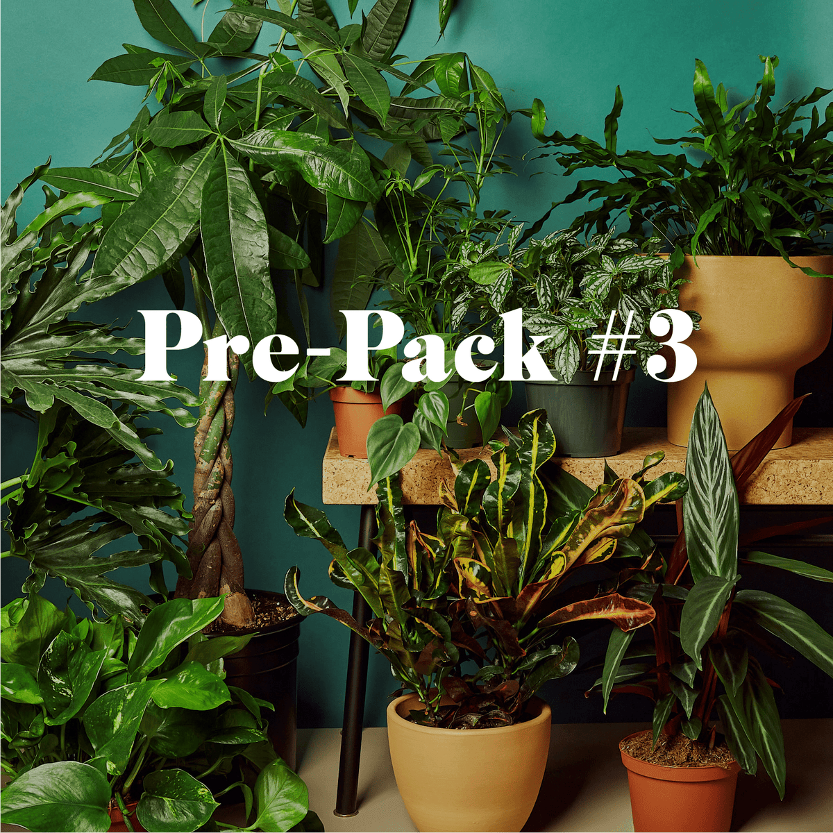 Plant Paradise Extra Large Bundle - BetterGrow Hydro