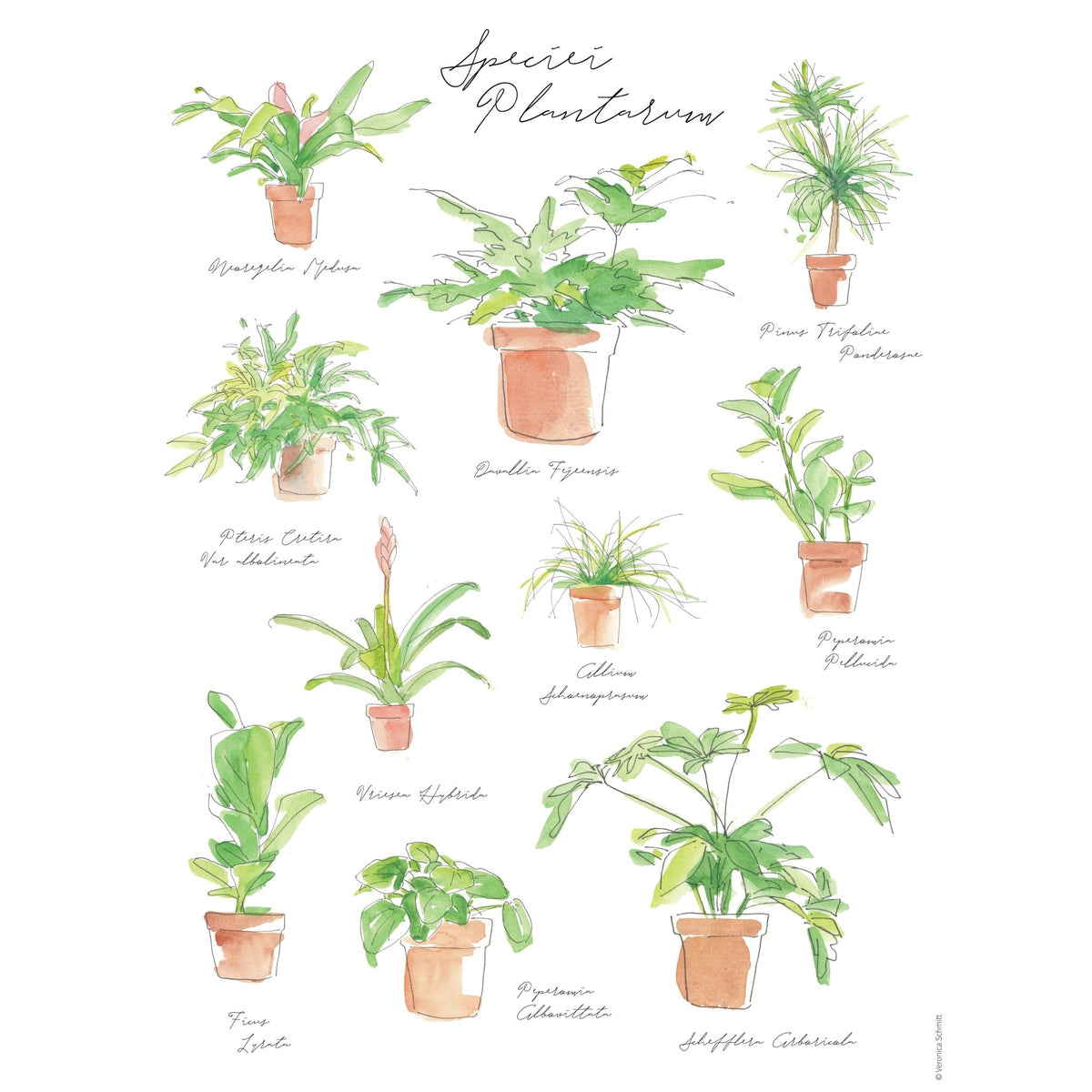 Plant Species Poster - BetterGrow Hydro