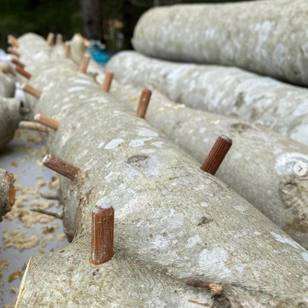 Plug Spawn Mushroom Log Beginner Kit - BetterGrow Hydro