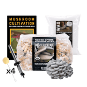 Plug Spawn Mushroom Log Beginner Kit - BetterGrow Hydro