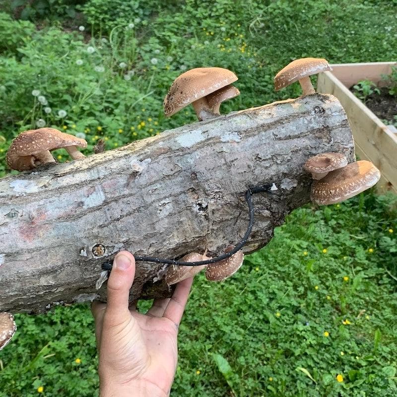 Plug Spawn Mushroom Log Beginner Kit - BetterGrow Hydro