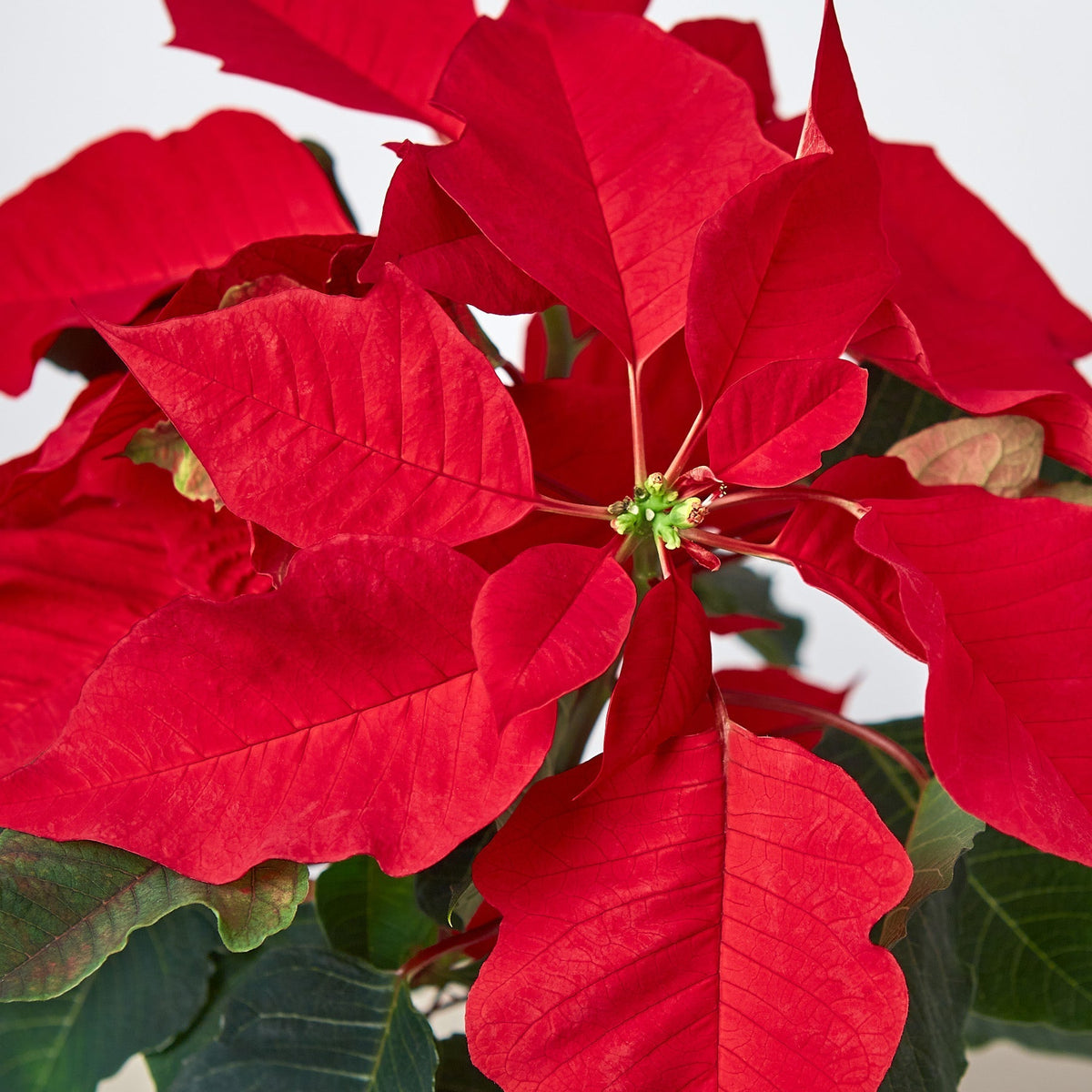 Poinsettia 'Red' - BetterGrow Hydro
